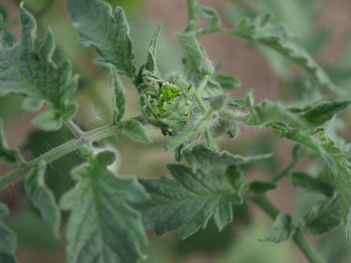 ÉTÊTER LES FLEURS 'TÊTE DE CHAT'