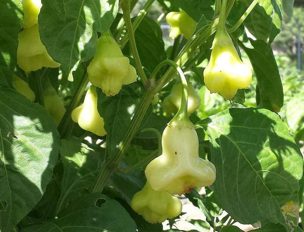 Aji white fantasy – Cultive ta rue - Main Image