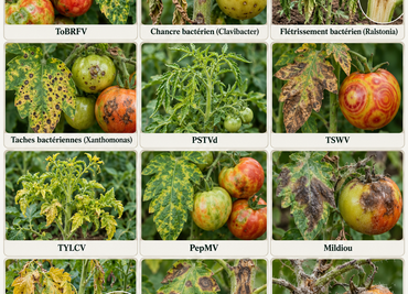 Maladies de la tomate : lesquelles sont les plus surveillées et pourquoi ?