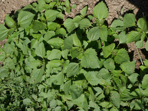 LES MAUVAISES HERBES AU JARDIN