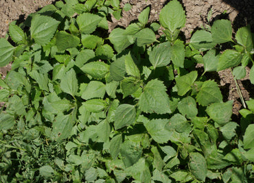 LES MAUVAISES HERBES AU JARDIN