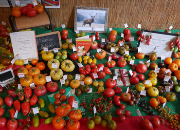 Comment garder la conformité des variétés de tomates ?