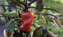 Scarlett's variegated chili