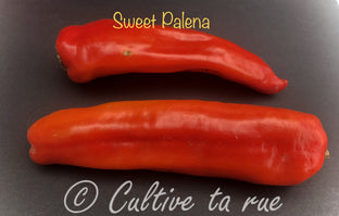 Sweet palena