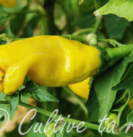 Yellow Peter Pepper ou Piment pénis jaune