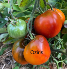 Oziris