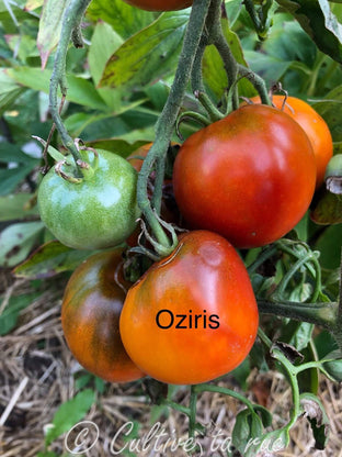 Oziris