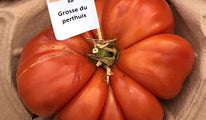 Grosse du Perthuis