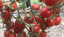 Boulette de Touraine