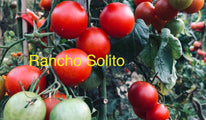 Rancho Solito 2