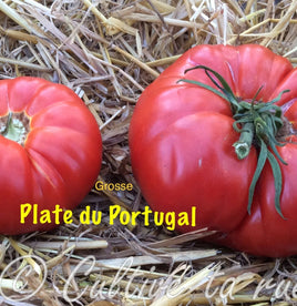 Grosse Plate du Portugal