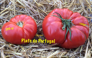 Grosse Plate du Portugal