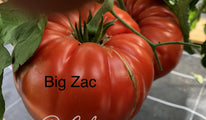 Big Zac 5