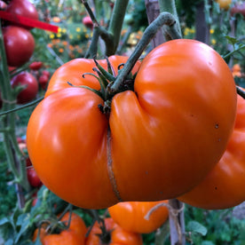 German Orange Strawberry