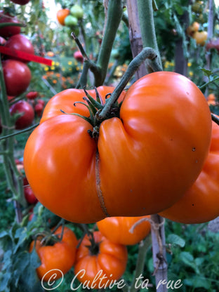 German Orange Strawberry