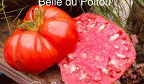 Belle du Poitou 2