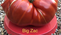 Big Zac 4