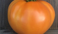 Persimmon