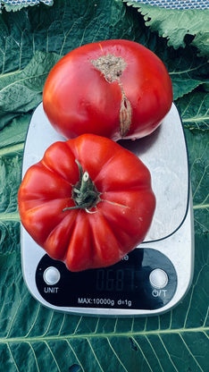 La marrianne boulonnaise