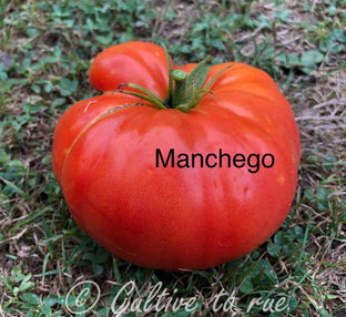 Manchego