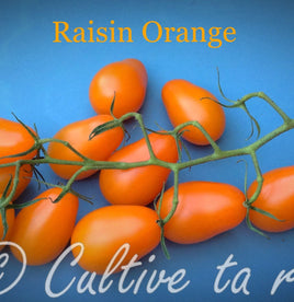 Raisin orange