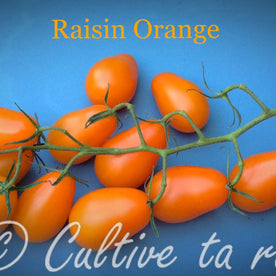 Raisin orange