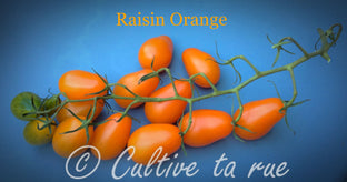 Raisin orange