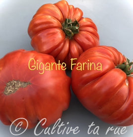 Gigante Farina