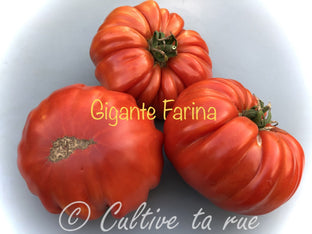 Gigante Farina