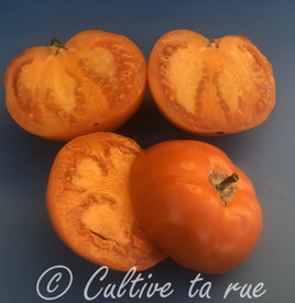 Tomate Mangue