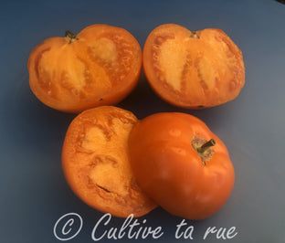 Tomate Mangue