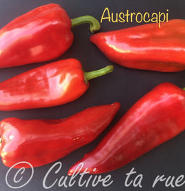 Austrocapi