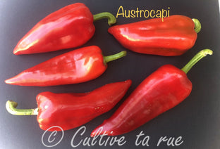 Austrocapi