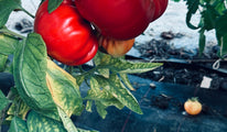 La marrianne boulonnaise