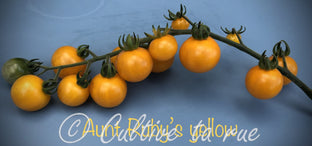 Aunt Ruby's Yellow Cherry