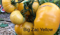 Big Zac Yellow