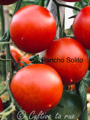 Rancho Solito