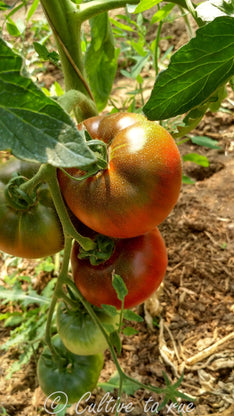 African brown (beefsteak)