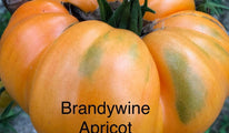 Brandywine Apricot