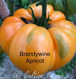 Brandywine apricot