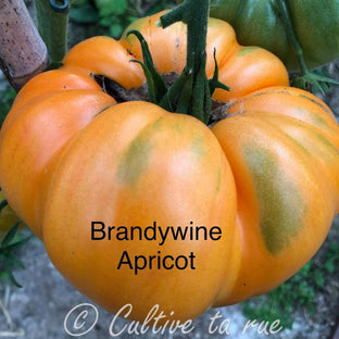 Brandywine Apricot