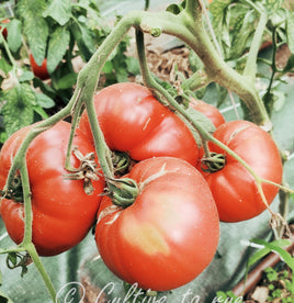 Belgian farmers beefsteak