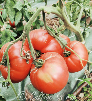 Belgian farmers beefsteak cc