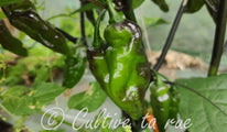 Black Panther Orange Black Pepper (3)