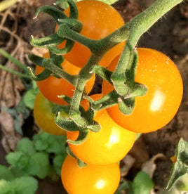 Bolivian wildtomate