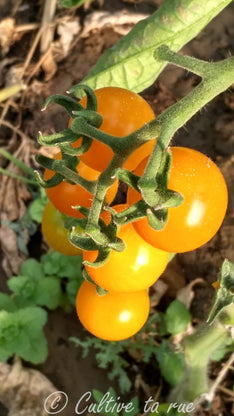 Bolivian wildtomate