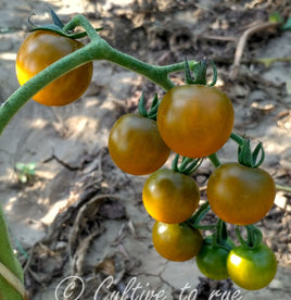 Bosque green cherry