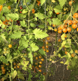 Broad ripple yellow currant