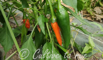 Bulgarian Carrot (2)