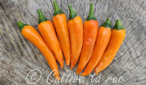 Bulgarian Carrot (3)